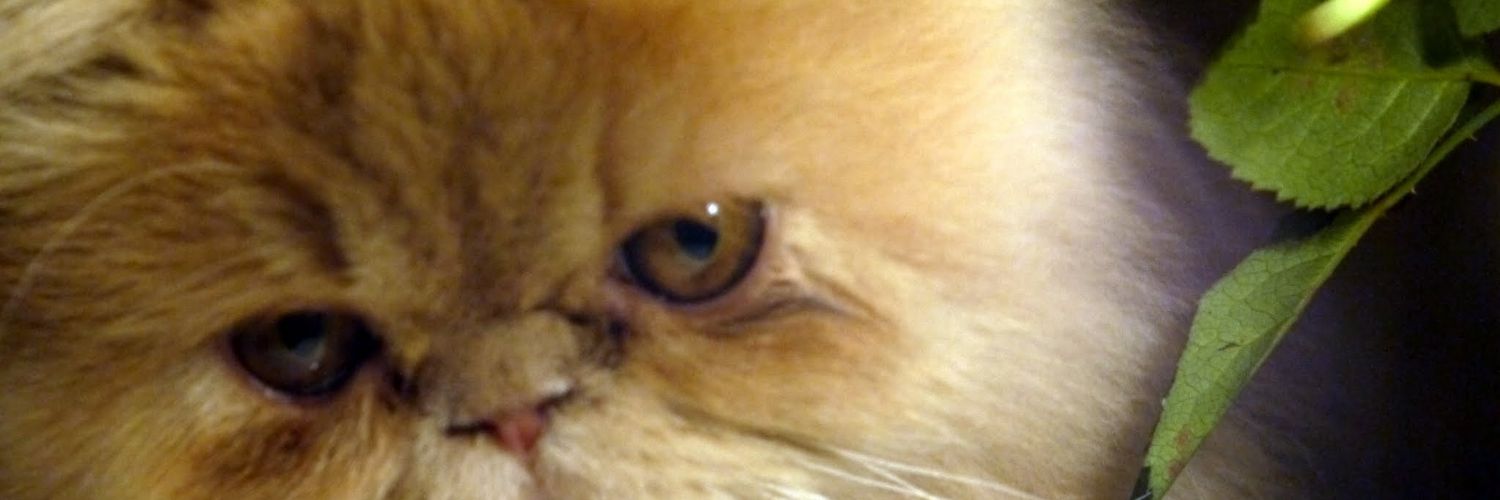 zeynepset's profile banner image