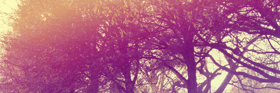 CelenaHval's profile banner image