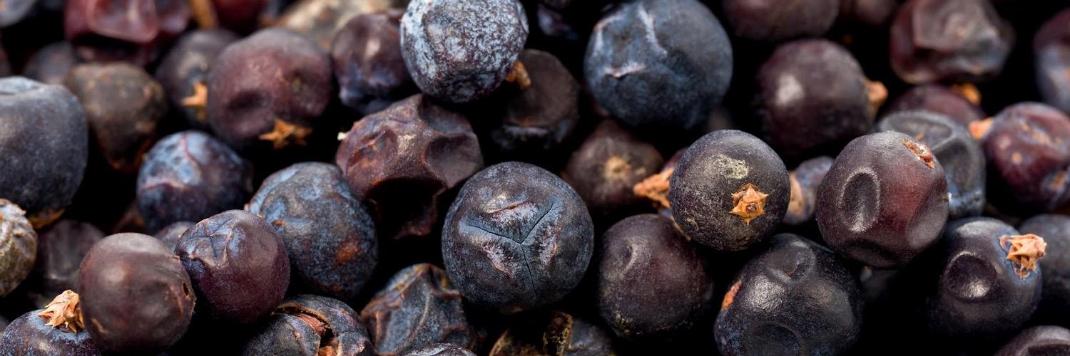 the juniper berries banner
