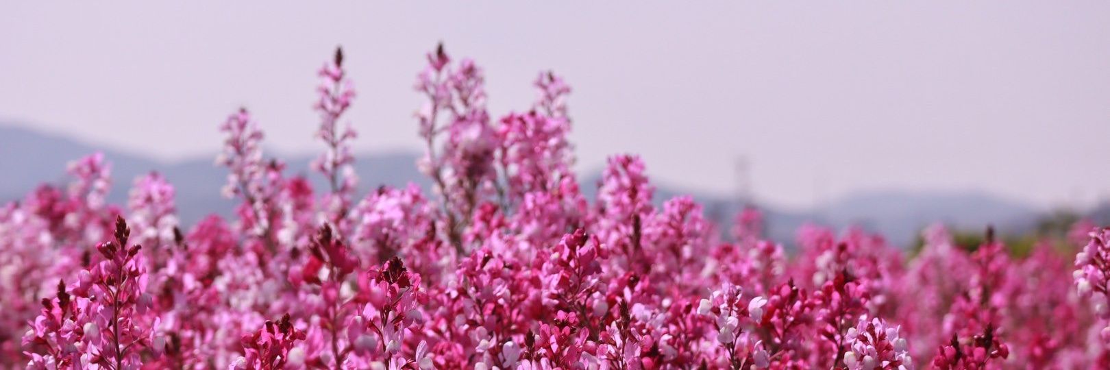 ジル＠💯 banner