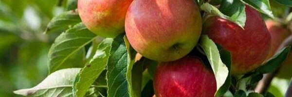 TheUrbanFarm Profile Banner