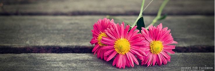 CarleeHolsinger's profile banner image