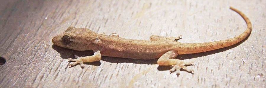 kucingaumm's profile banner image