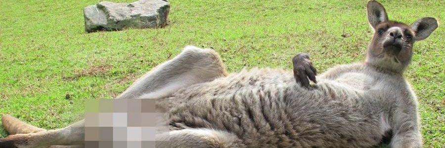 KangaWoos's profile banner image