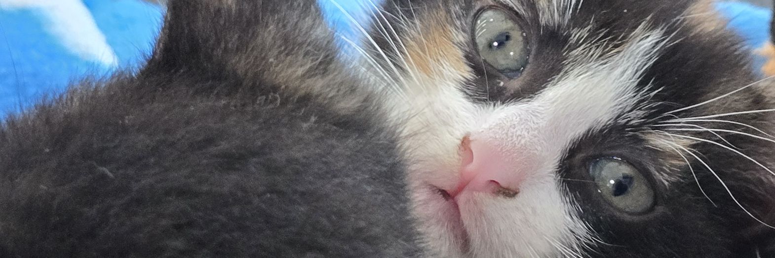 Shellyzinhaaaa's profile banner image
