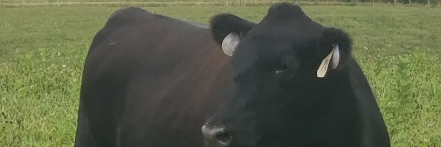 TreyGellert's profile banner image