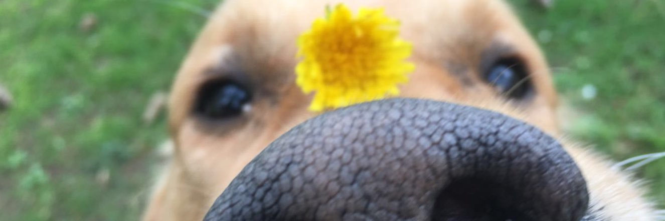 JosephLecoq's profile banner image