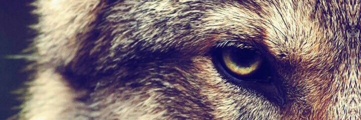 ww banner