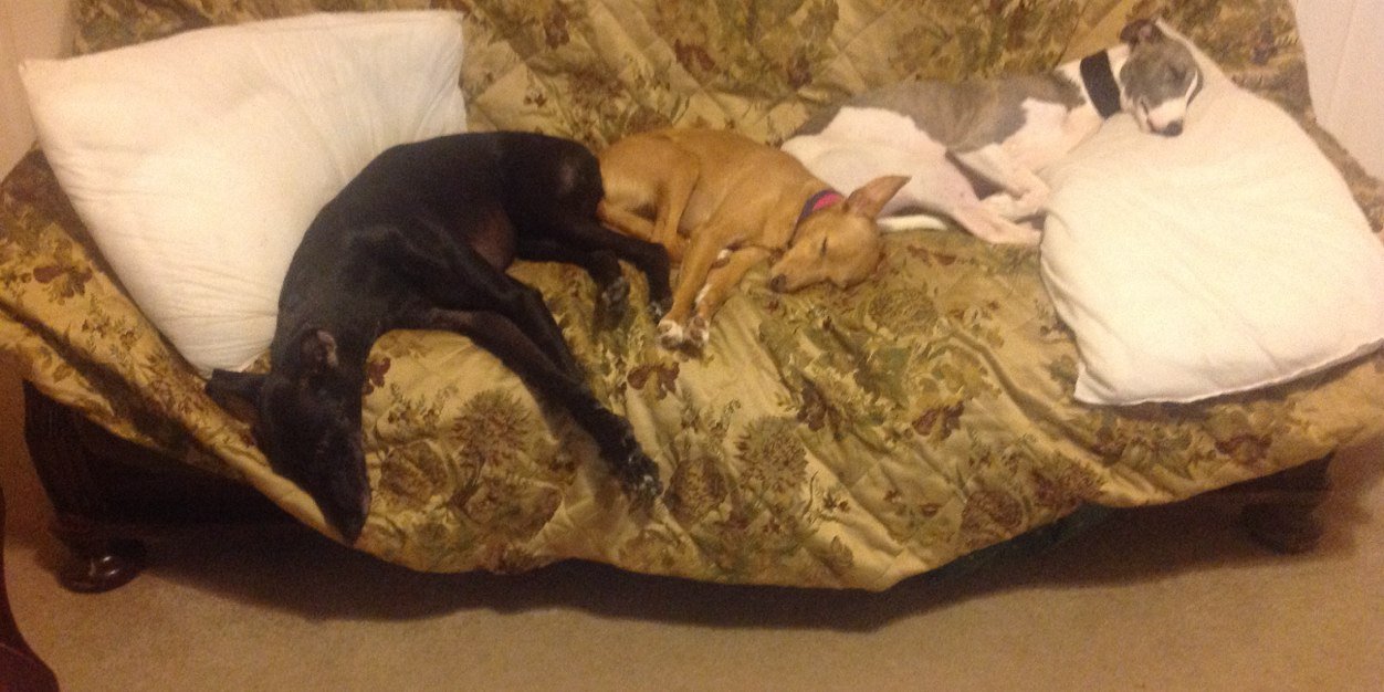 claire johnson banner