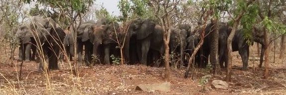 Nacha Geoffrey banner