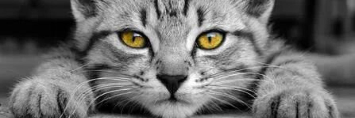 DeniedDarkling's profile banner image