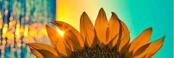 shemshau's profile banner image