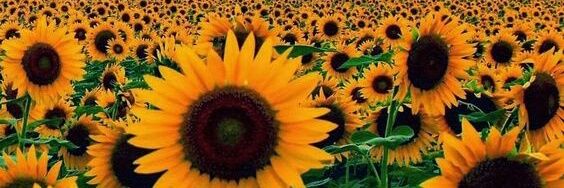 BDS_Lover's profile banner image