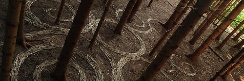TreeGDavidson's profile banner image