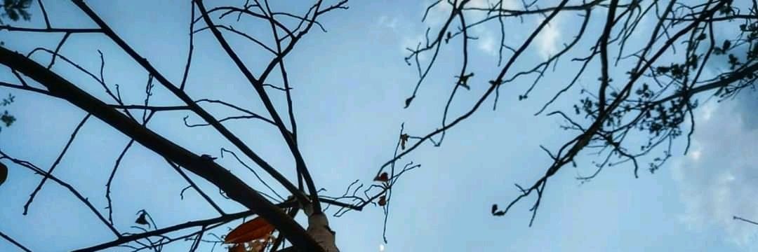 Oxpra | Gnoma | Anomage banner