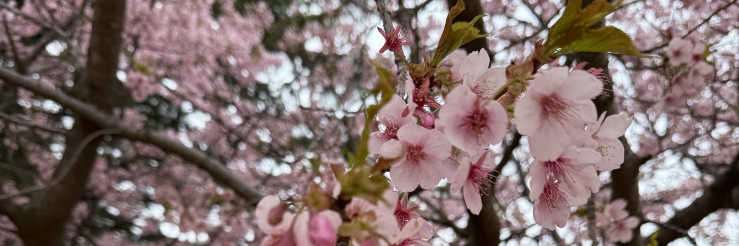 柑子 banner