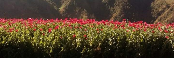Colochitaaaa's profile banner image