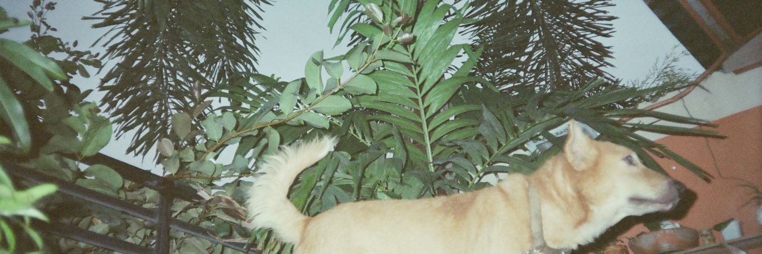 shanemdc's profile banner image