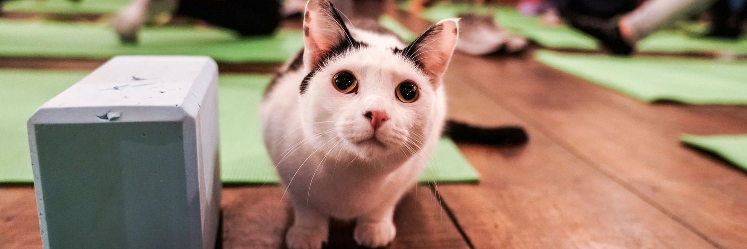 Brooklyn Cat Cafe banner