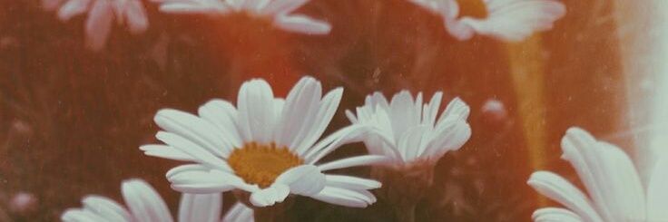 LFatimah810's profile banner image