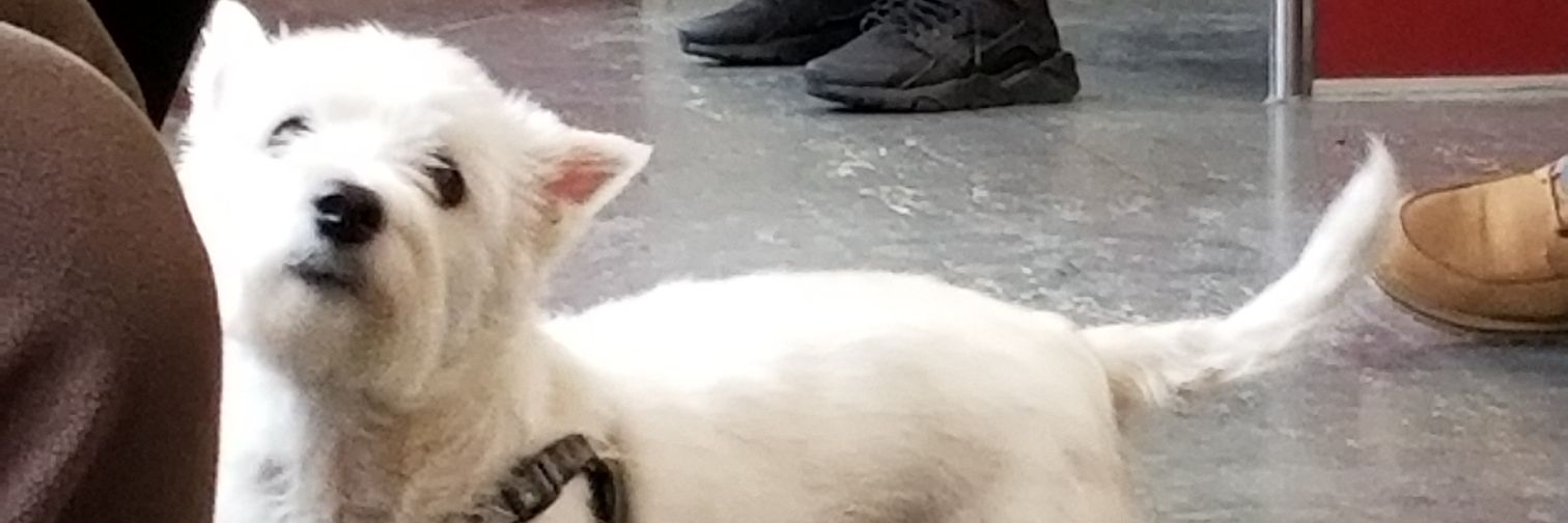 Taco_TRISTY's profile banner image