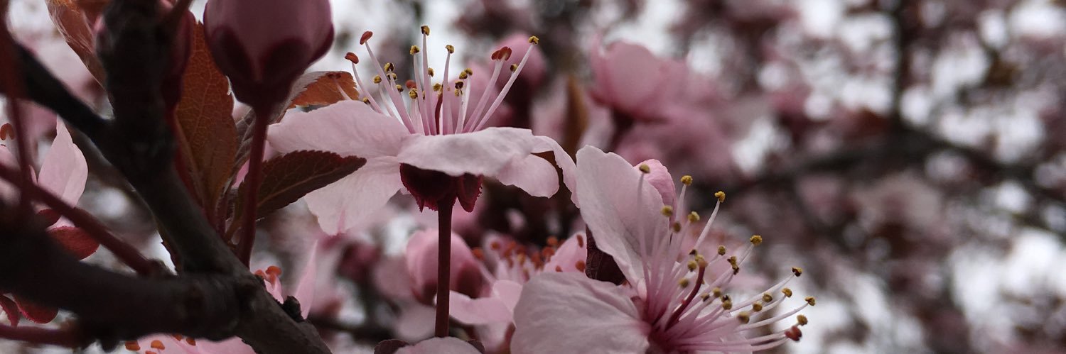 alpasar's profile banner image