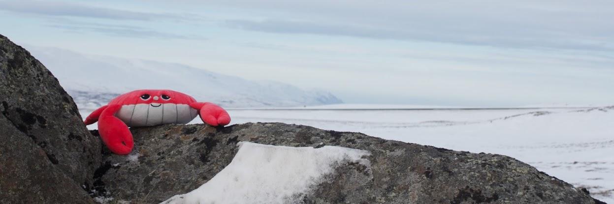 beardyking.bsky.social - Kingsley Hopking banner