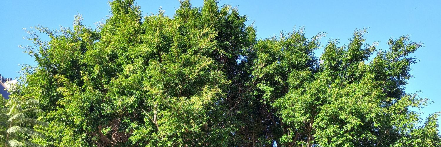 mateusquadros7's profile banner image