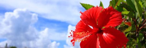 Powdery_tea7's profile banner image