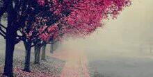 Lauren Collins banner