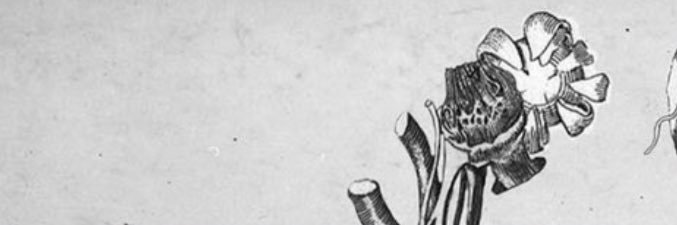GOVERNMENT ALPHA banner