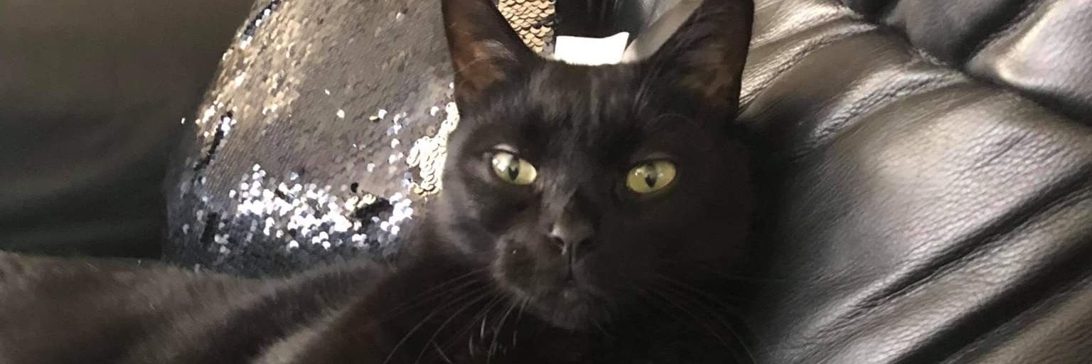 MICHELLE RODRIGUEZ banner