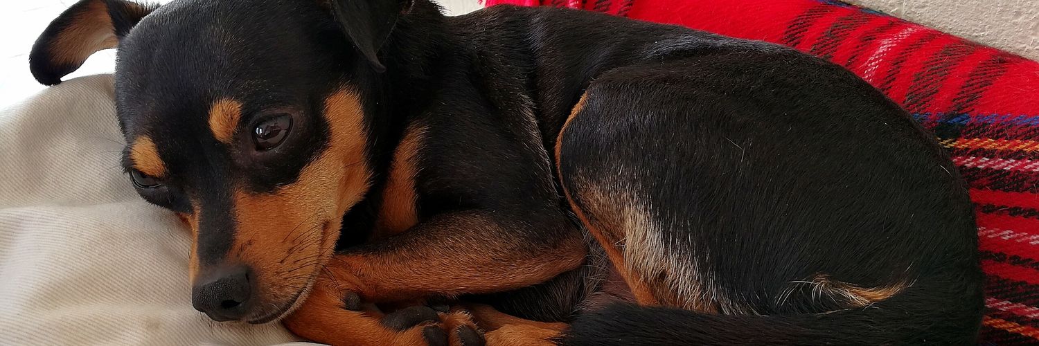 Kleine Koster banner