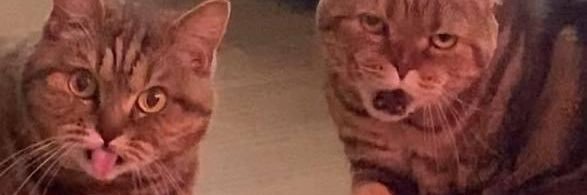 Sinder_x3's profile banner image