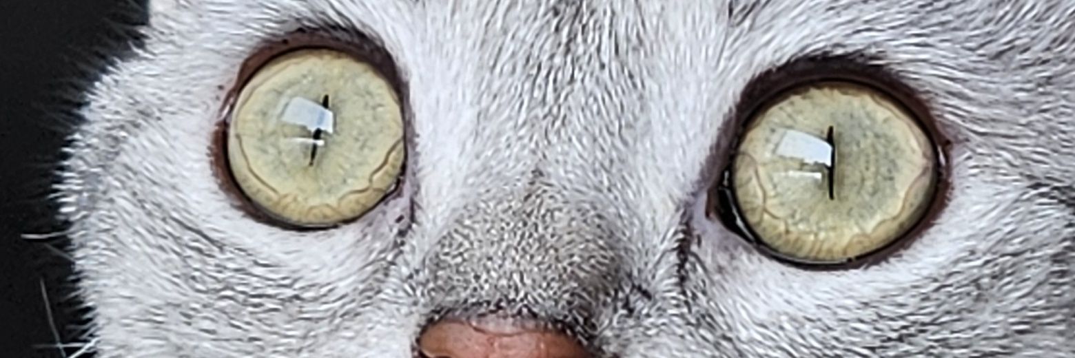 ringmedia's profile banner image