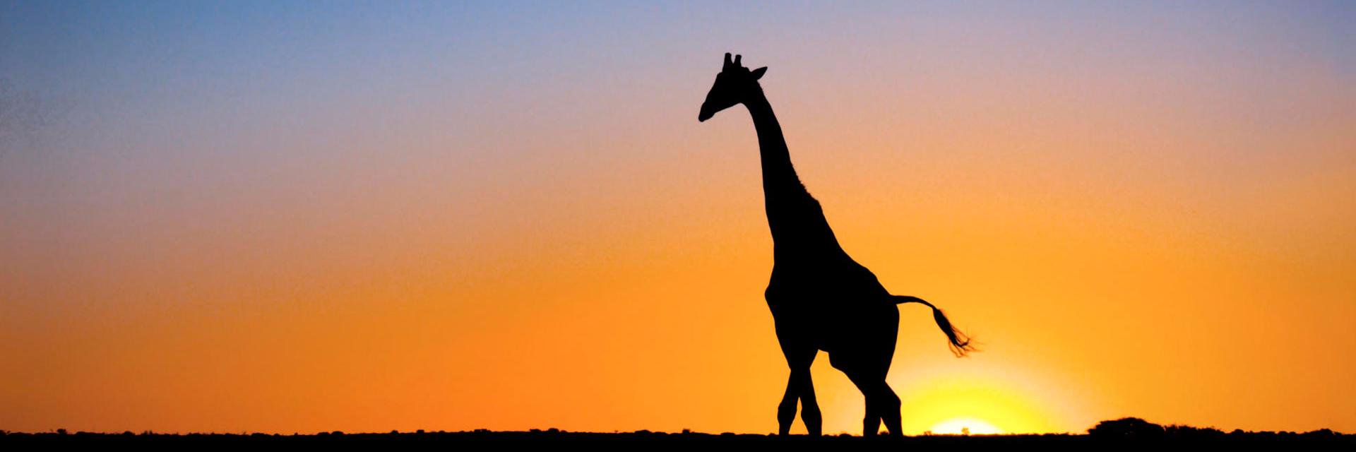 Mr_JirafaAL's profile banner image