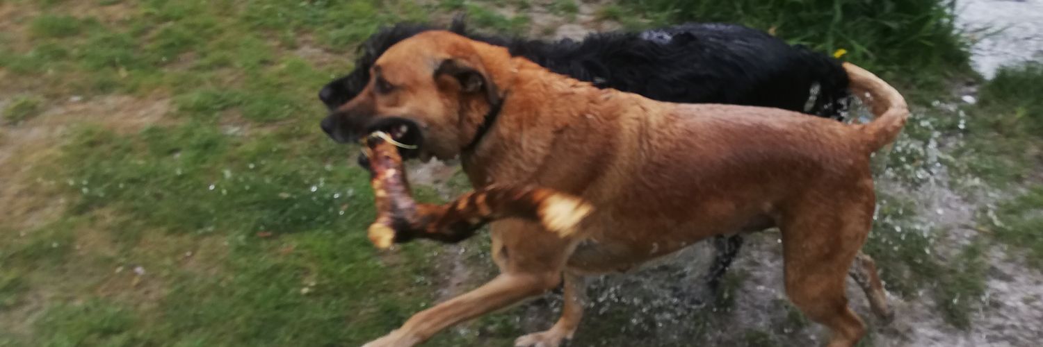 tol_kees's profile banner image