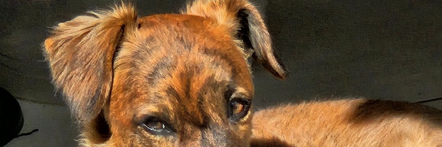 gficeis's profile banner image
