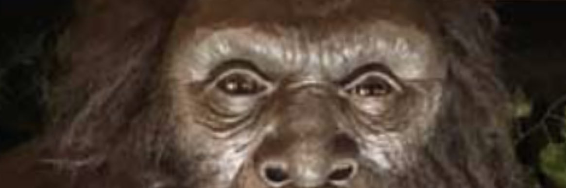 Melissa Barackman banner