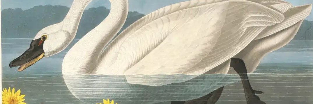 Alice_Maryland's profile banner image