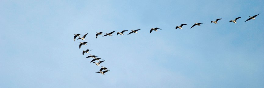 Katja Repo banner