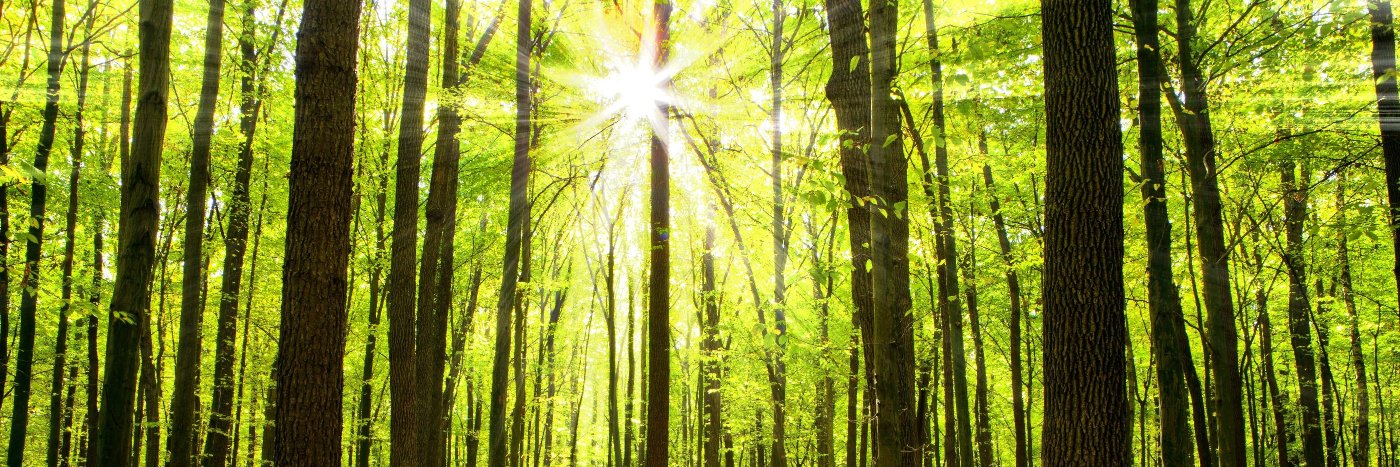 atreeinstead's profile banner image