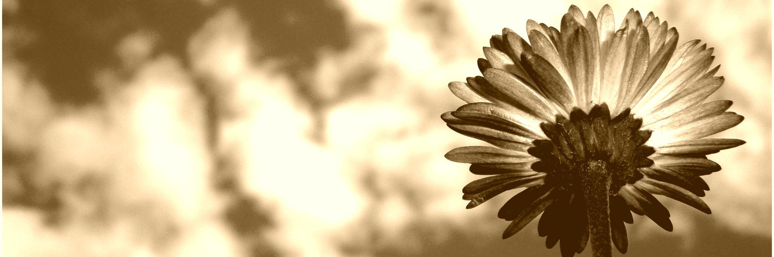 selenophile4's profile banner image