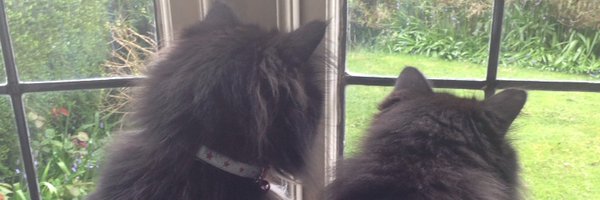 theweene Profile Banner