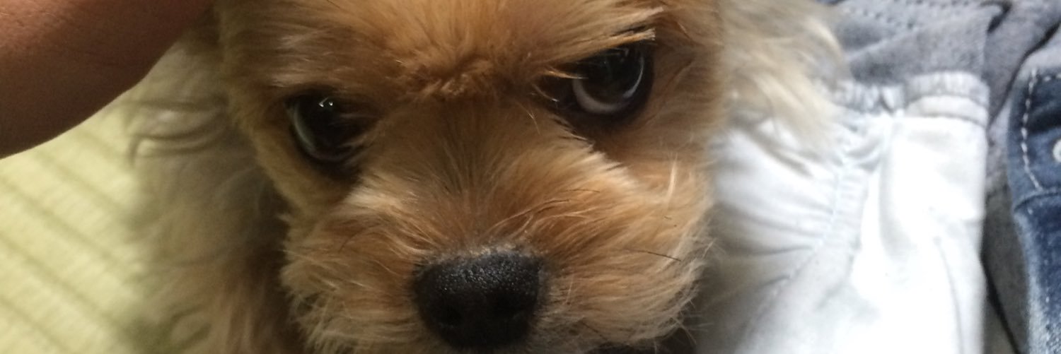 ChacpyHappy's profile banner image