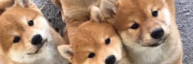 dafnice's profile banner image