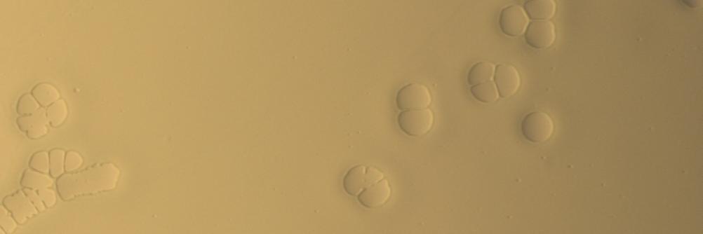 Guillaume Miquelard banner