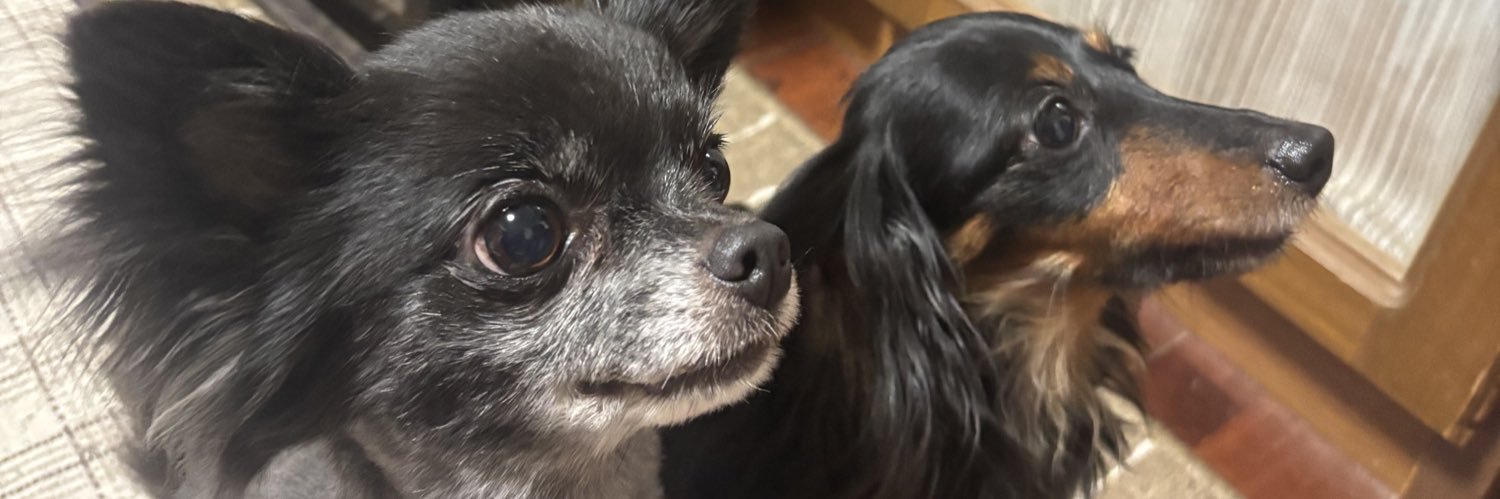 🧸🦋yo-ko💎*･ﾟ banner