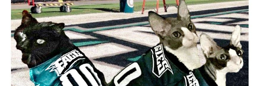 CornishRexMom's profile banner image