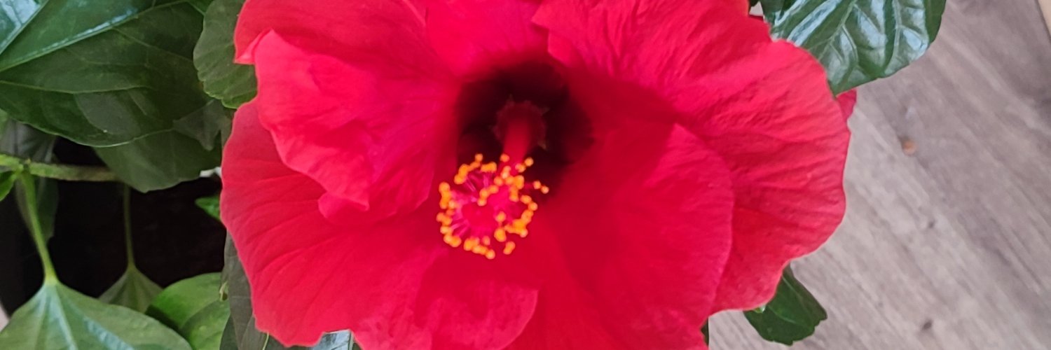 aannamserra's profile banner image